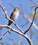 Pine Siskin 3807